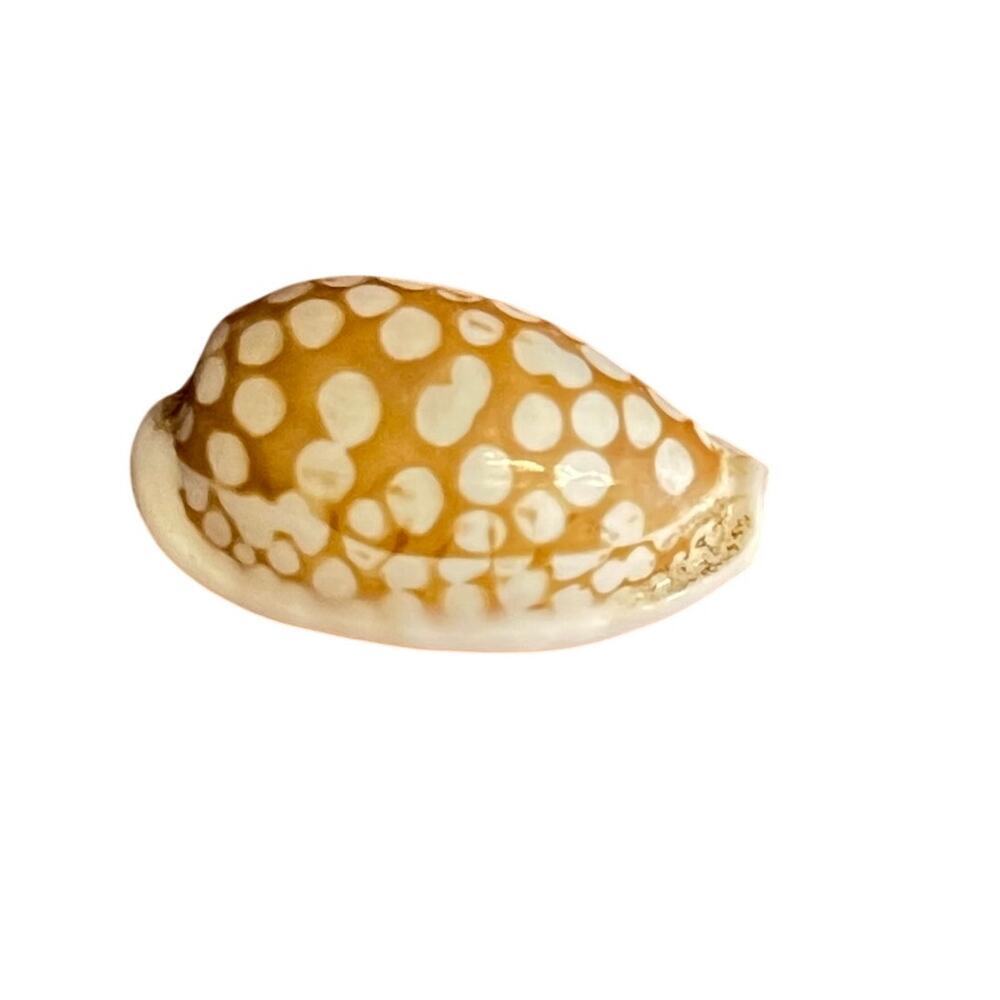 Rare Cypraea Jewel-Cribirula Astari 1 7/8" Marqueses Shell Collectible
